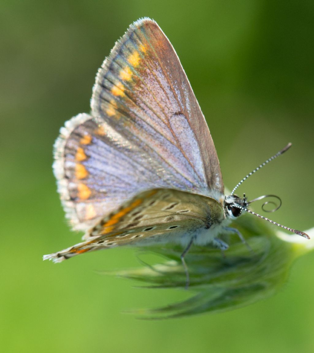 Polyommatus bellargus ceronus?  No, Polyommatus icarus